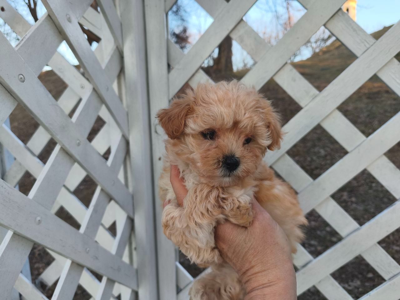 Мальтипу дівчинки f1