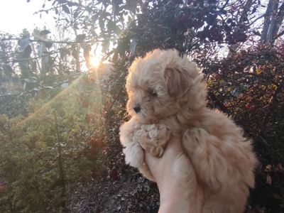 Мальтипу дівчинки f1