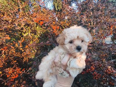 Мальтипу дівчинки f1