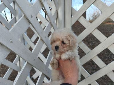 Мальтипу дівчинки f1