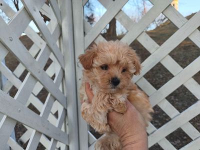 Мальтипу дівчинки f1