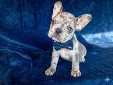 Цуценята французького бульдога