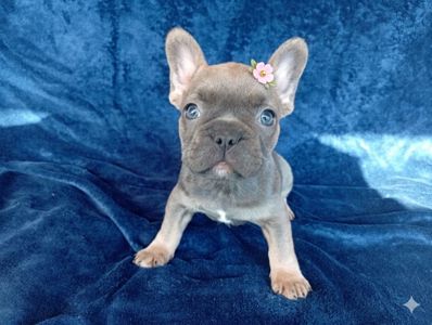 Цуценята французького бульдога