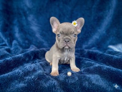 Цуценята французького бульдога