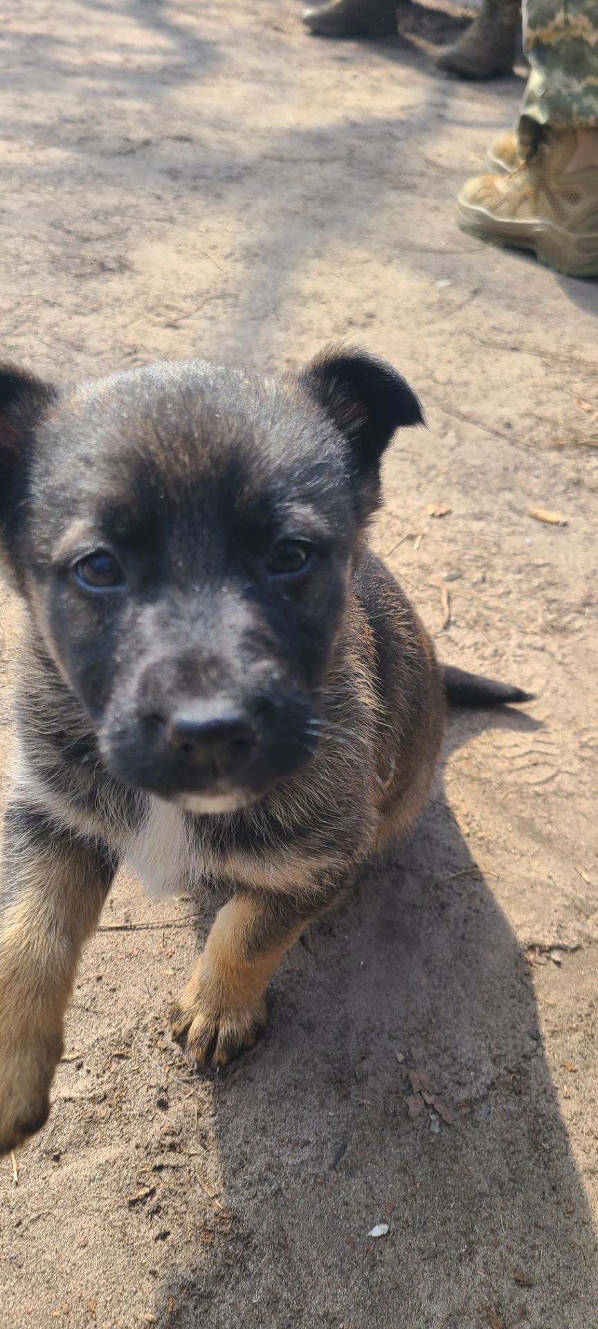 Німецька вівчарка з хаскі мікс