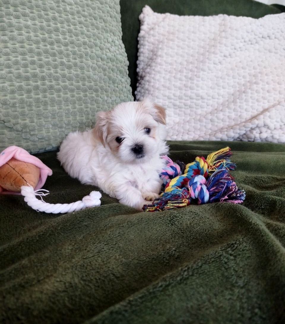 Цуценята бивер-йорк