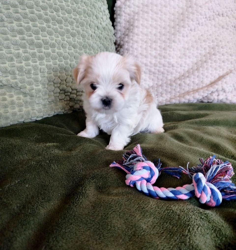 Цуценята бивер-йорк