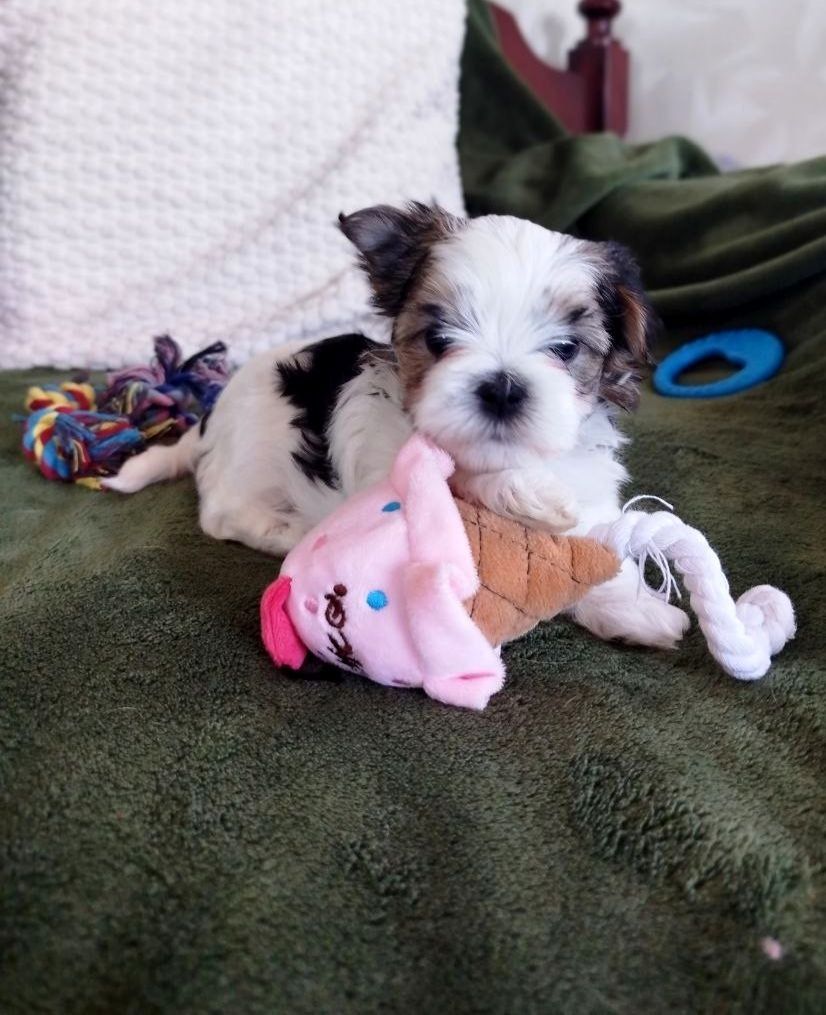 Цуценята бивер-йорк