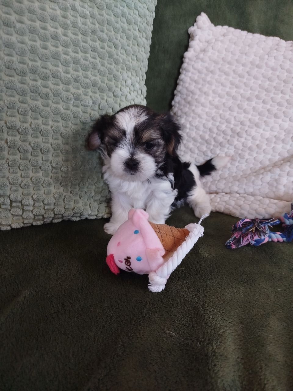 Цуценята бивер-йорк