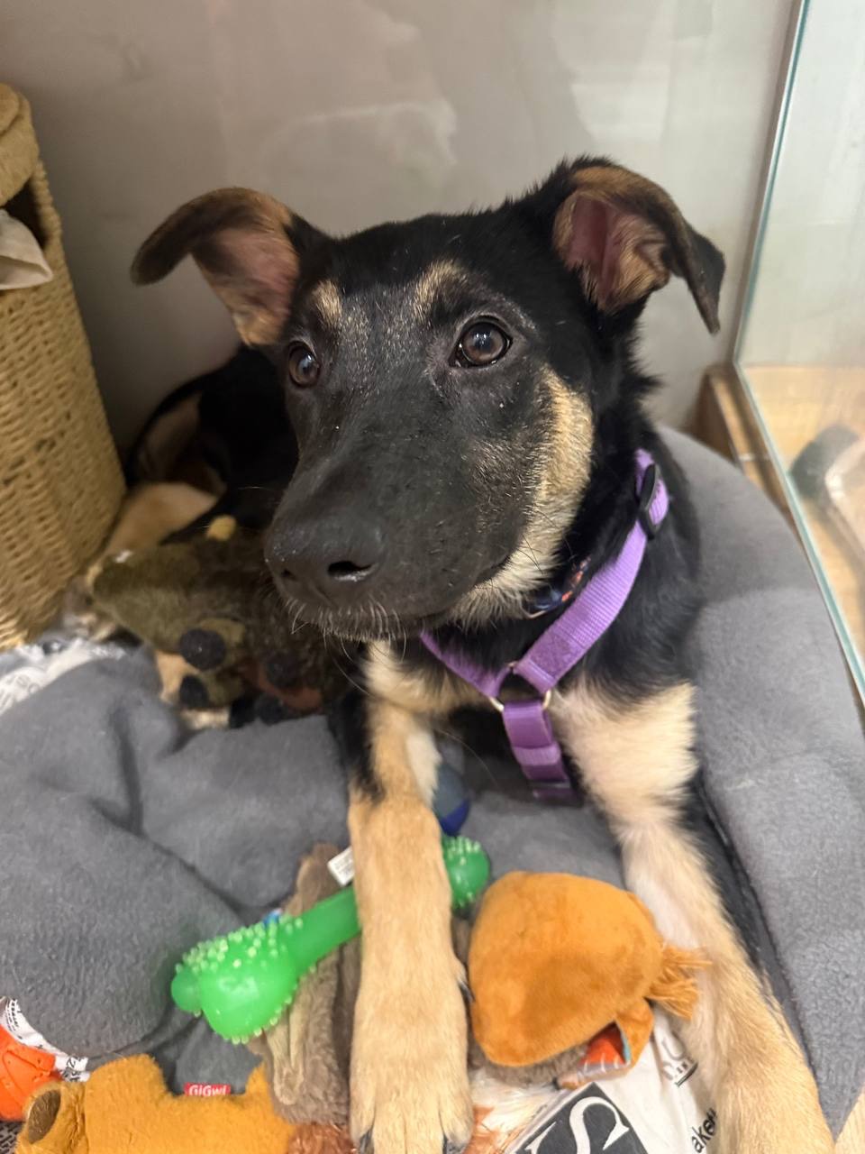 Дівчинка шукає дім 💔