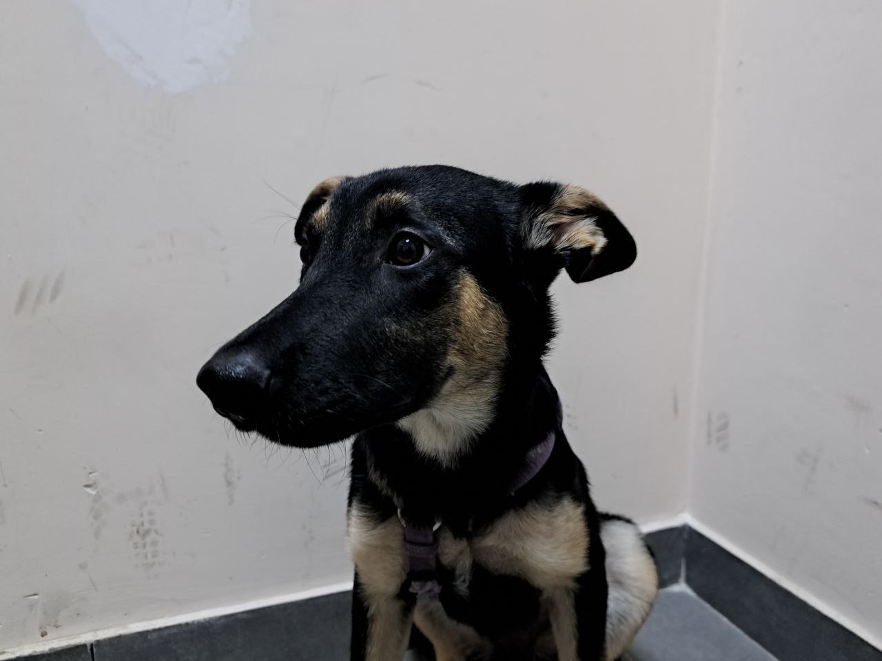 Дівчинка шукає дім 💔