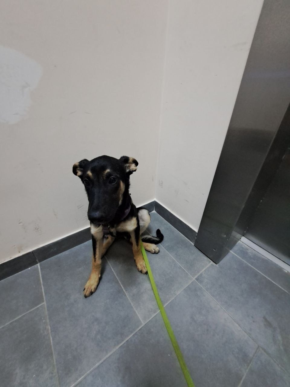 Дівчинка шукає дім 💔