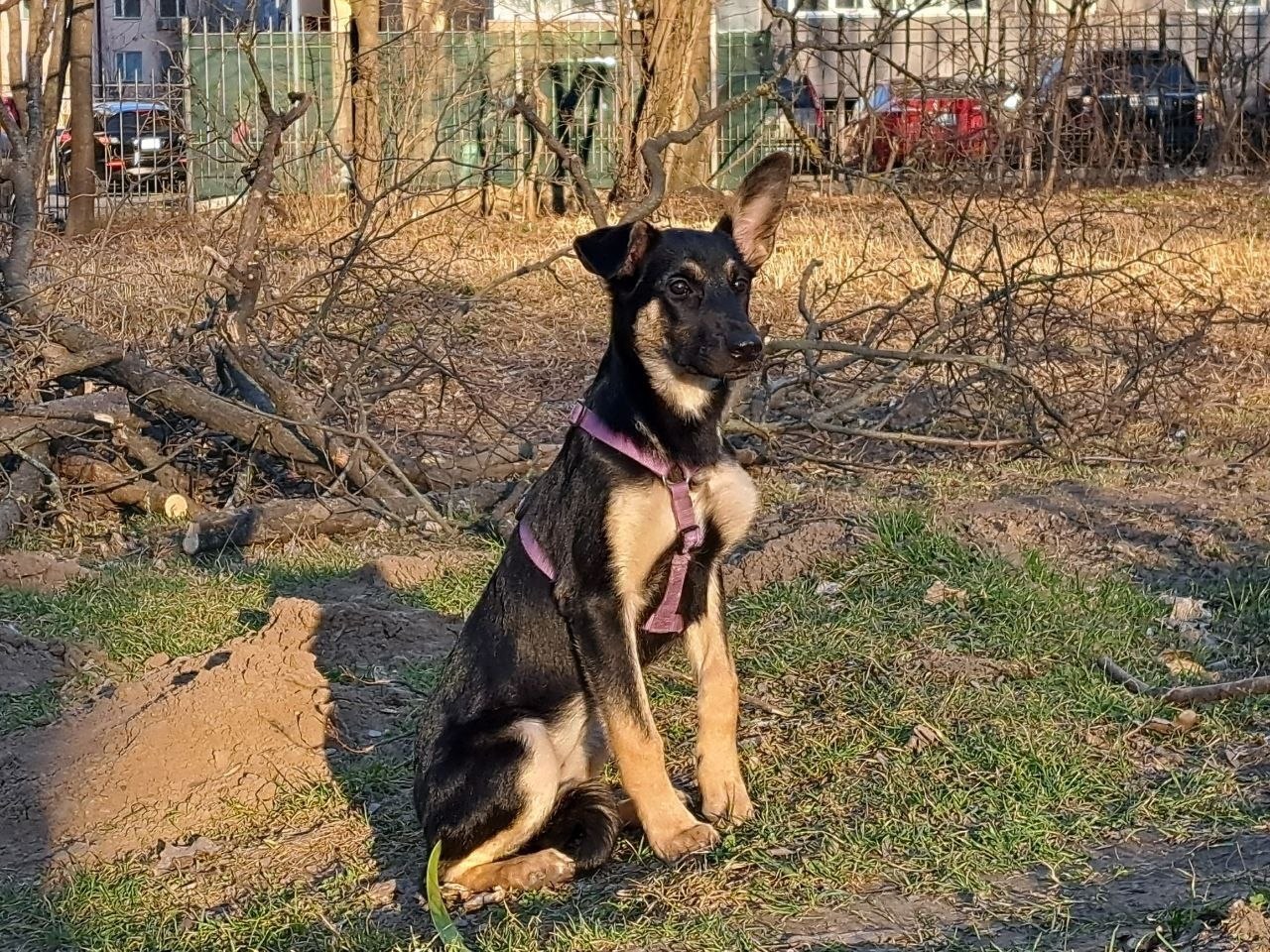 Дівчинка шукає дім 💔