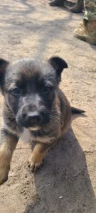 Німецька вівчарка з хаскі мікс