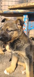 Німецька вівчарка з хаскі мікс