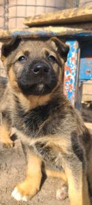 Німецька вівчарка з хаскі мікс