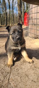 Німецька вівчарка з хаскі мікс