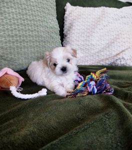 Цуценята бивер-йорк