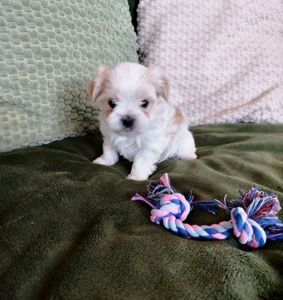 Цуценята бивер-йорк