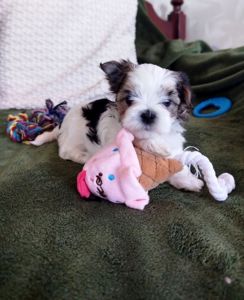 Цуценята бивер-йорк