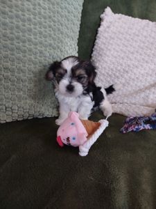 Цуценята бивер-йорк