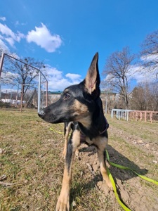 Дівчинка шукає дім 💔