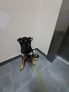 Дівчинка шукає дім 💔