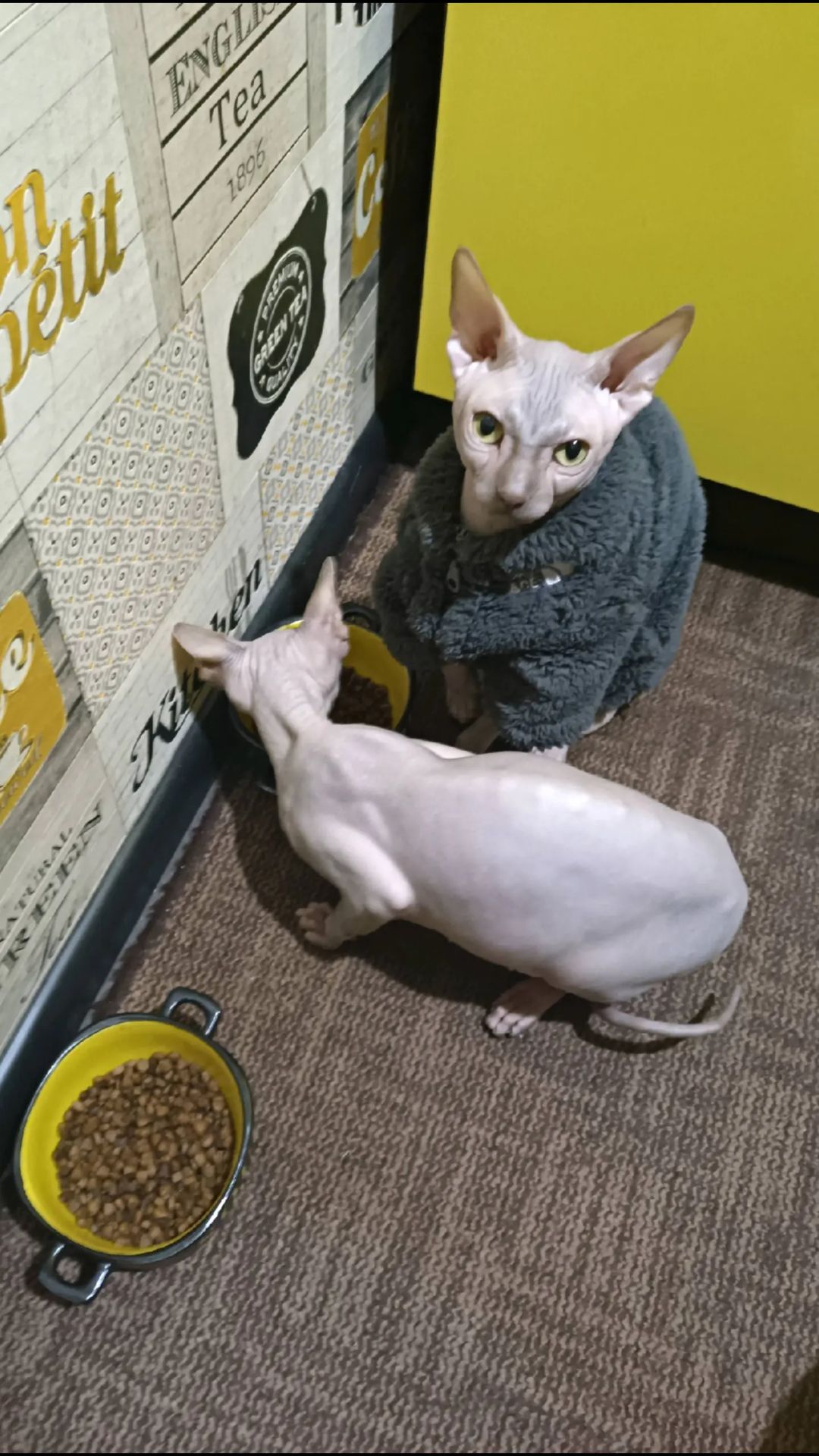 Кошенята