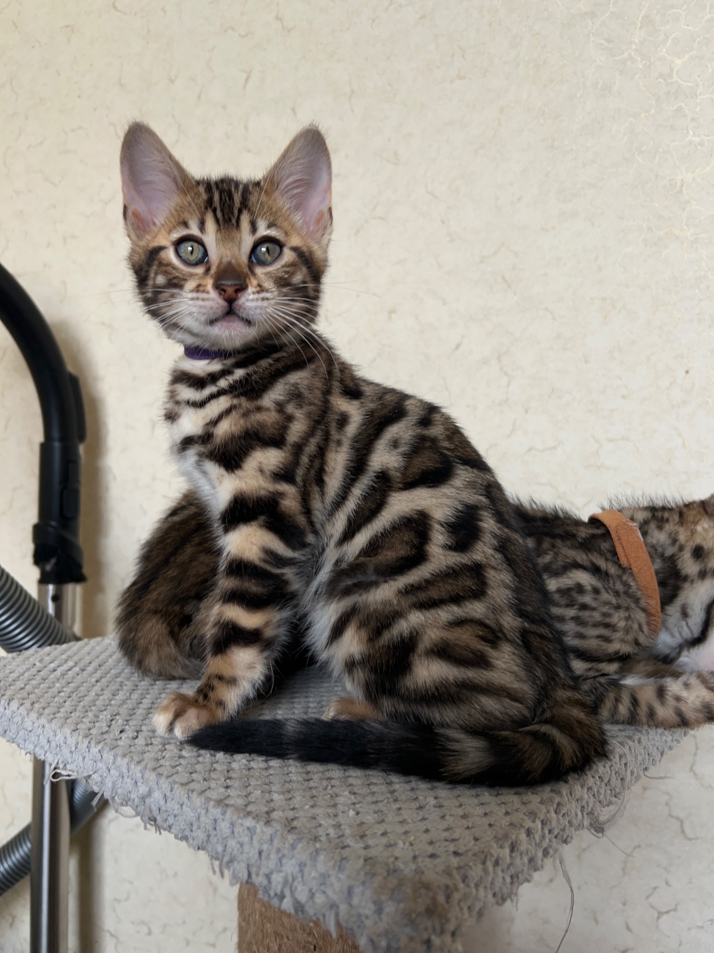 Чарівні Бенгали