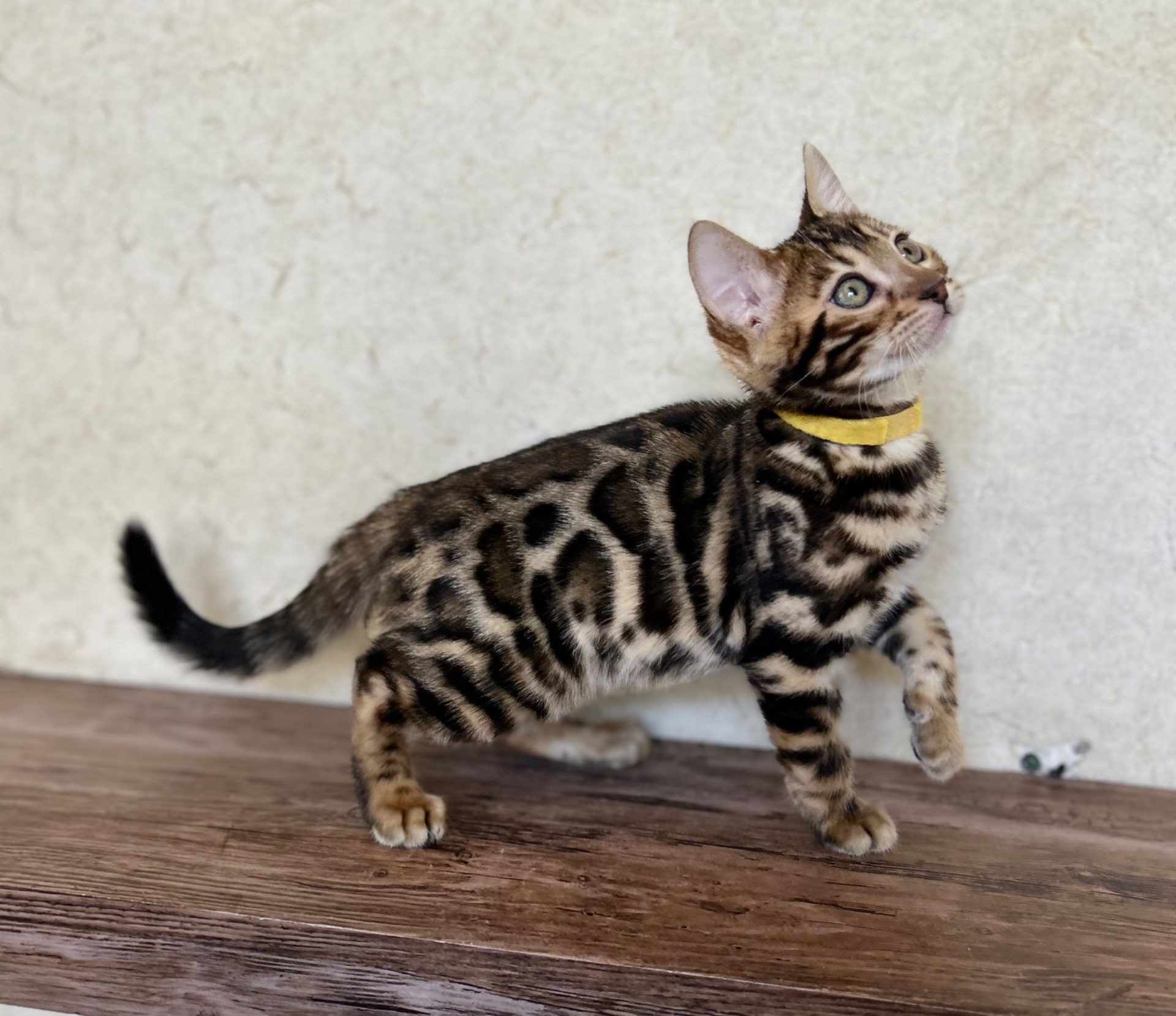 Чарівні Бенгали