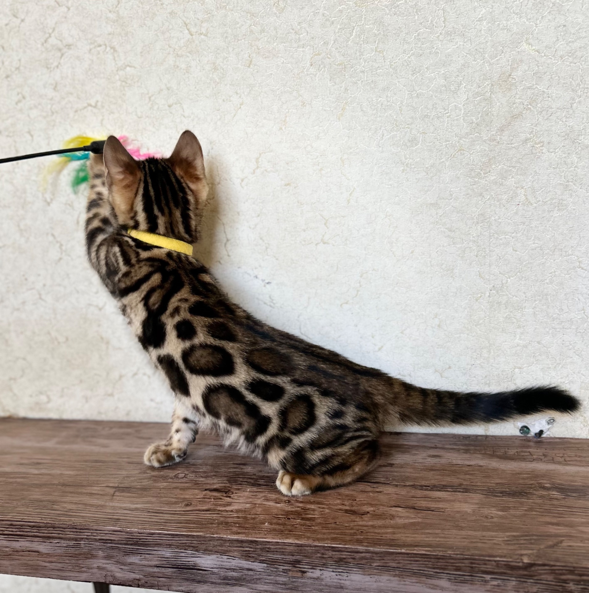 Чарівні Бенгали