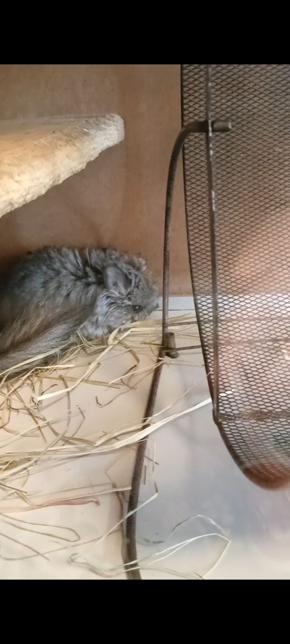 дитинча шиншили