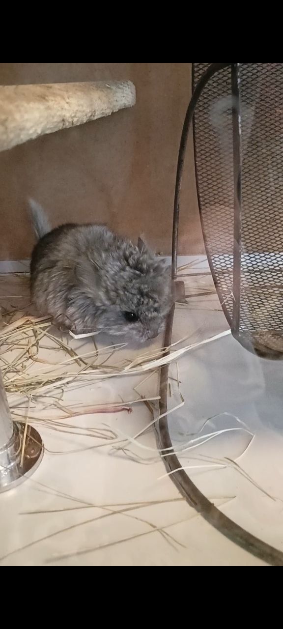 дитинча шиншили