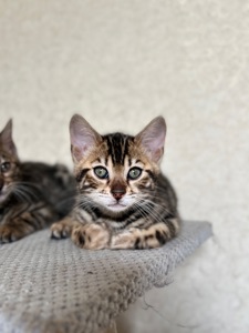 Чарівні Бенгали