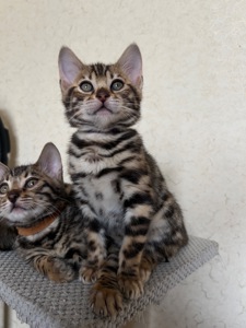 Чарівні Бенгали