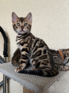 Чарівні Бенгали