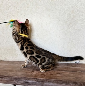 Чарівні Бенгали