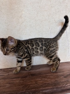 Чарівні Бенгали