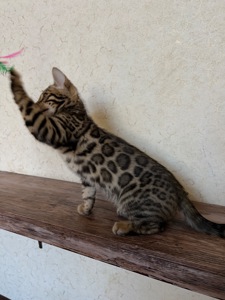 Чарівні Бенгали