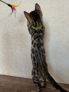 Чарівні Бенгали