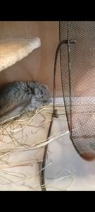 дитинча шиншили