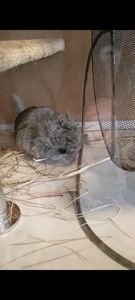 дитинча шиншили