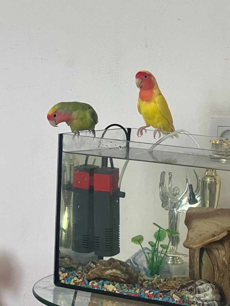 Пара нерозлучників