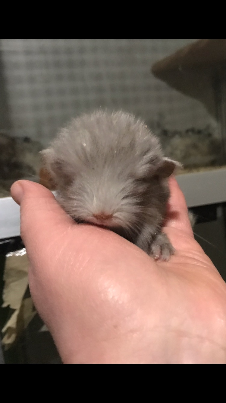 Хлопчик шиншила бархат пастель носій ангори