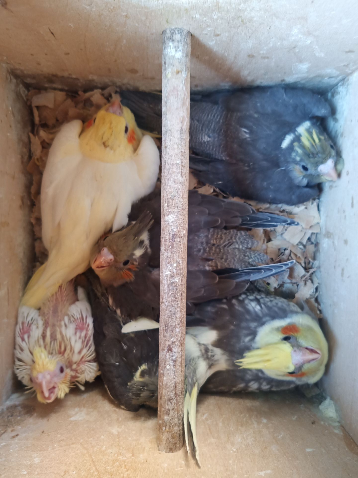 Корела молодь