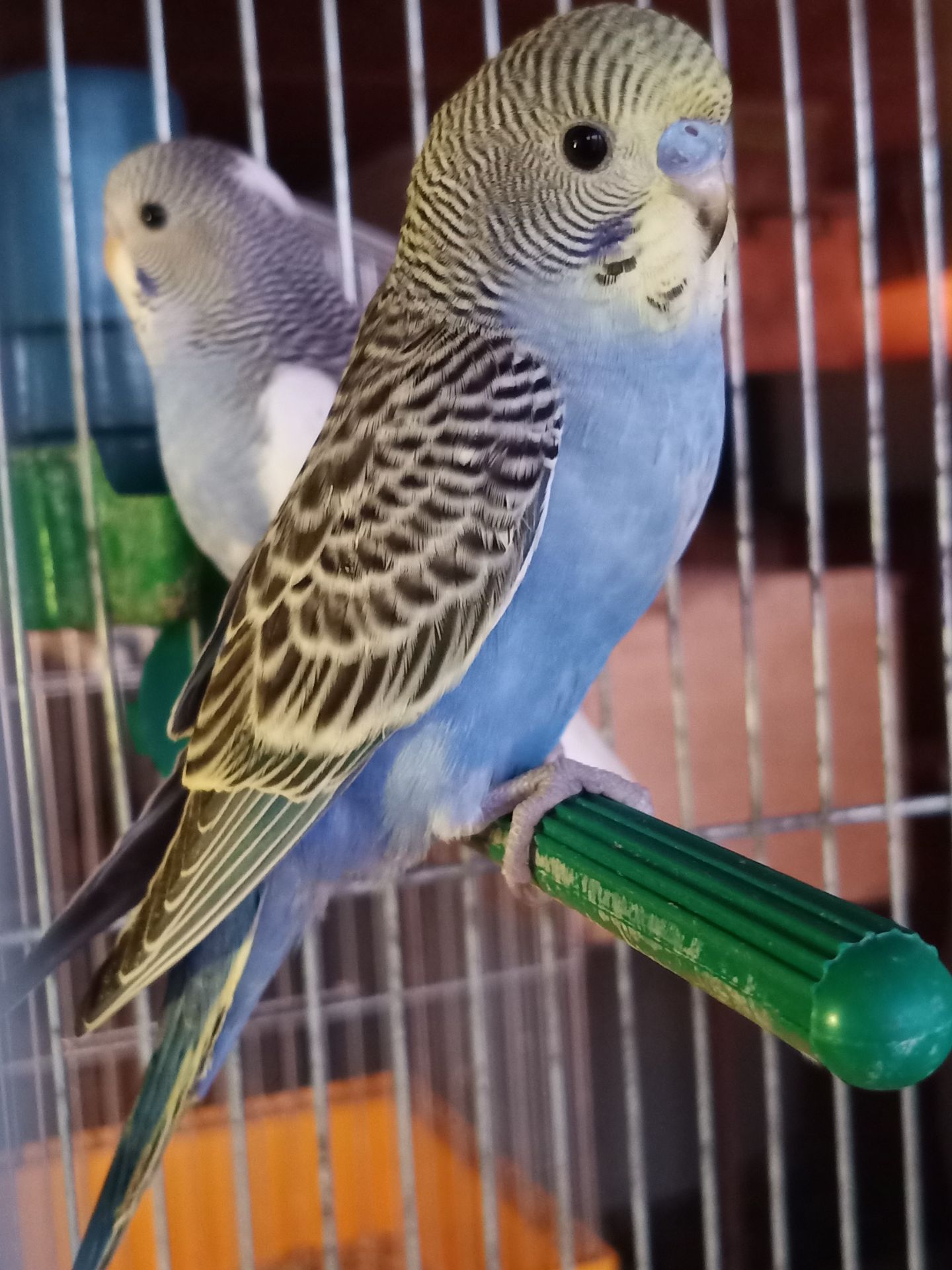 Хвилясті попуги