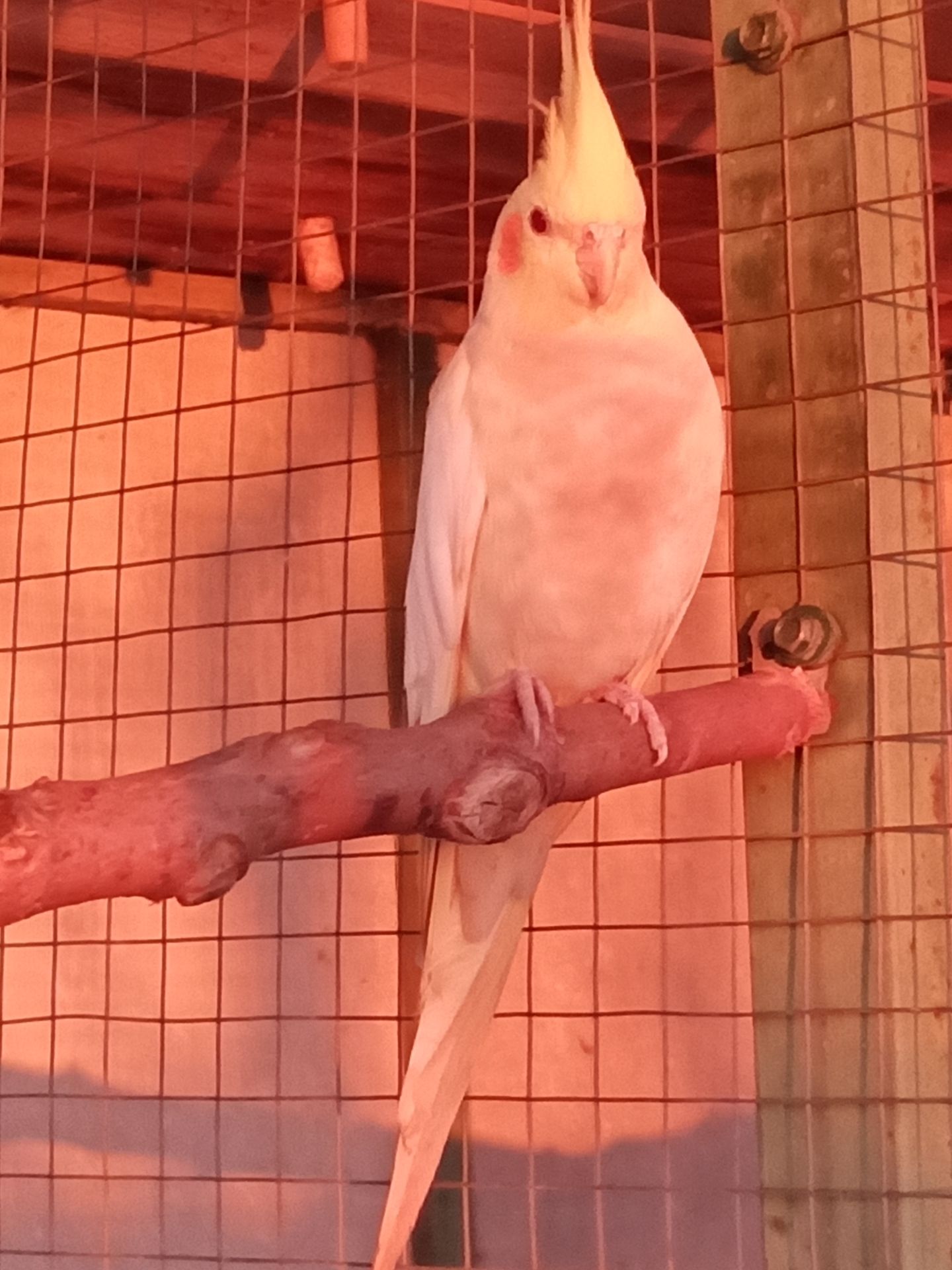 Корела молодь