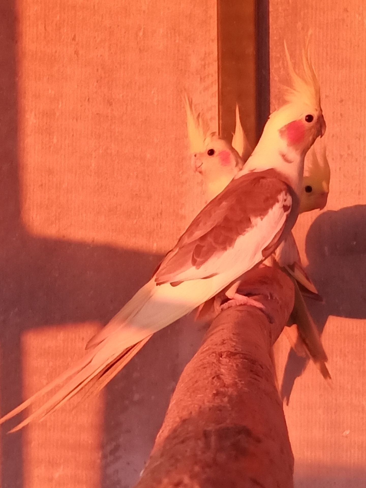 Корела молодь