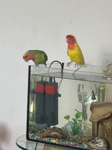 Пара нерозлучників