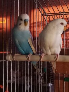 Хвилясті попуги